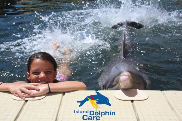 Island Dolphin Care Makes a Splash with Animal-Assisted Therapy