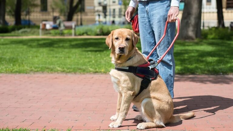 10 Summer Safety Tips for Service Dogs and Working Dogs