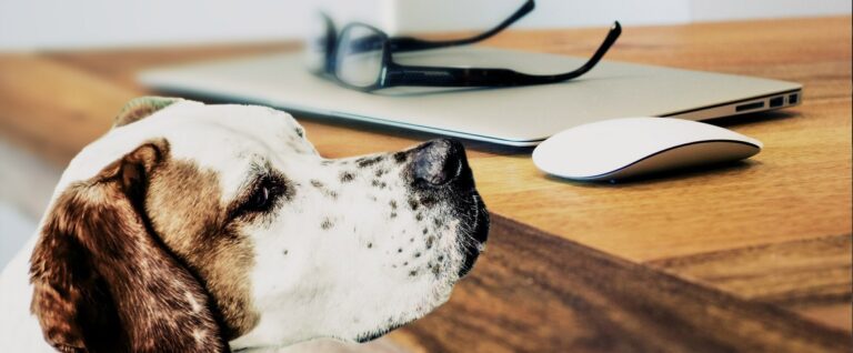 5 Tips for Attending School with Your Service Dog