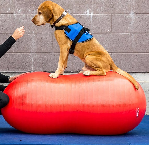 Use indoor exercise equipment for service dogs.