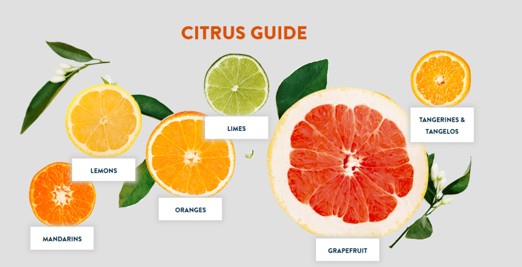 Citrus fruit guide