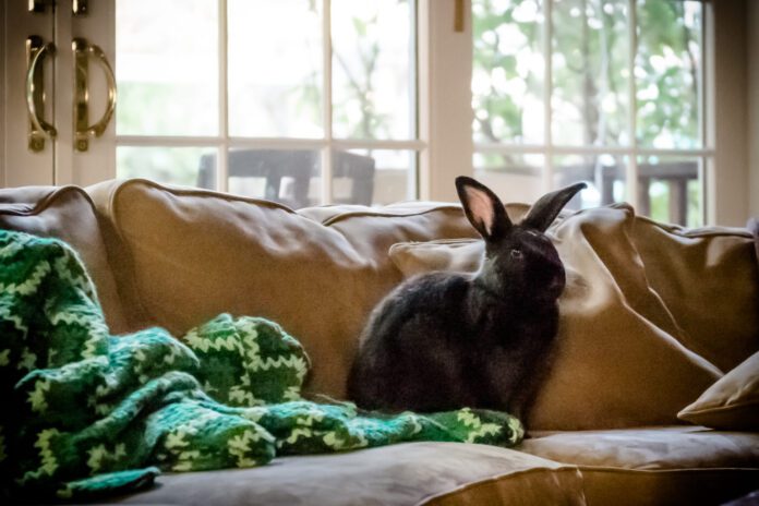 Black bunny seated on brown couch beside green and yellow crotched blanket