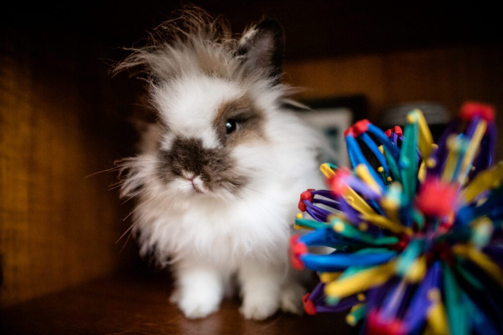 fluffy white and brown bunny beside colorful toy