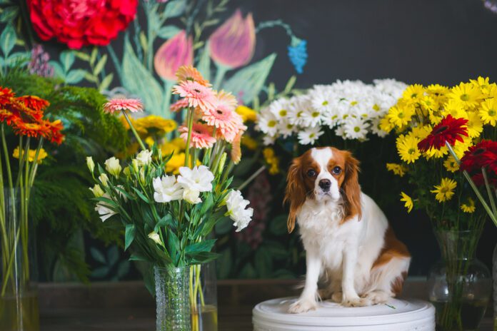 companion animal in front of flower bouquets