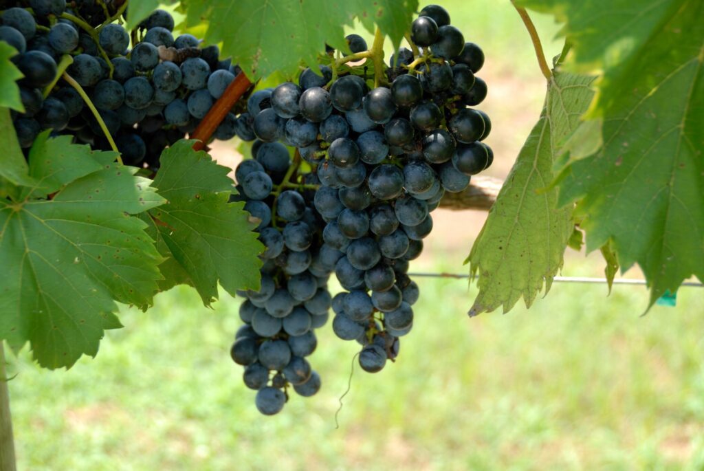 grapes hanging on a vine