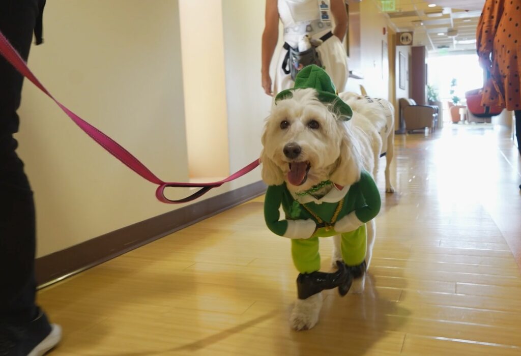 Pet therapy dog dressed in Halloween costume