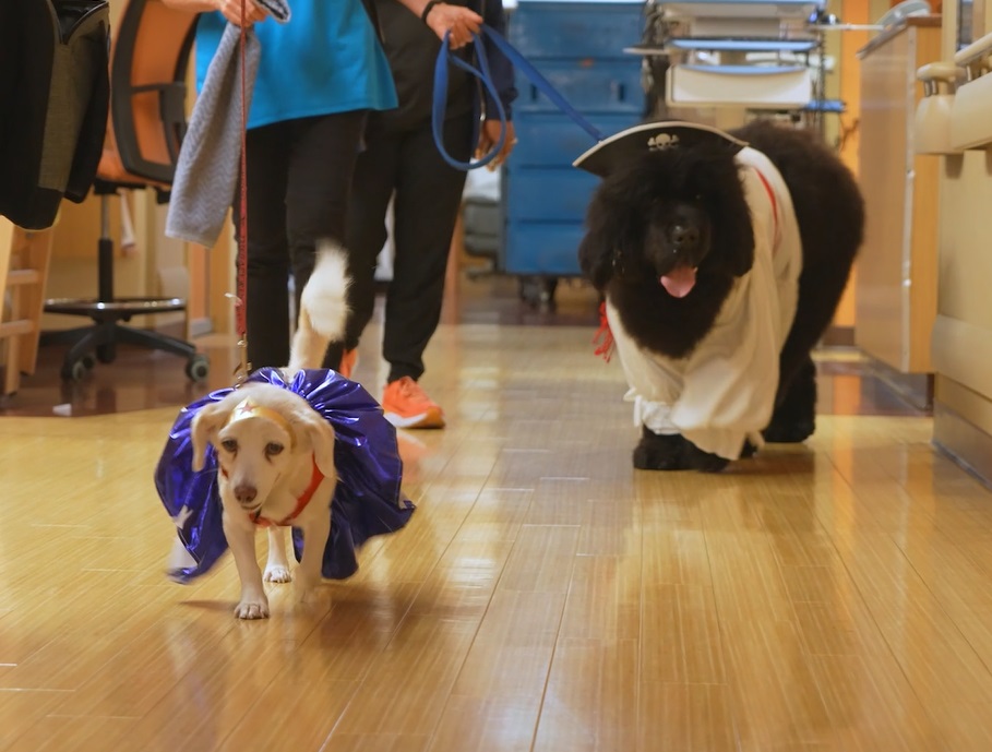 Pet therapy dogs dressed in Halloween costumes