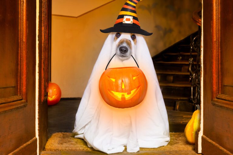 8 Halloween Safety Tips for Service Dogs, Companion Animals and Pets