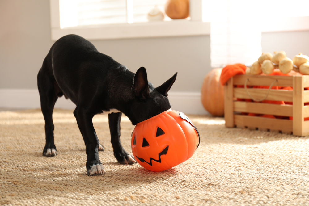 dog with face in trick-or-treat bucket