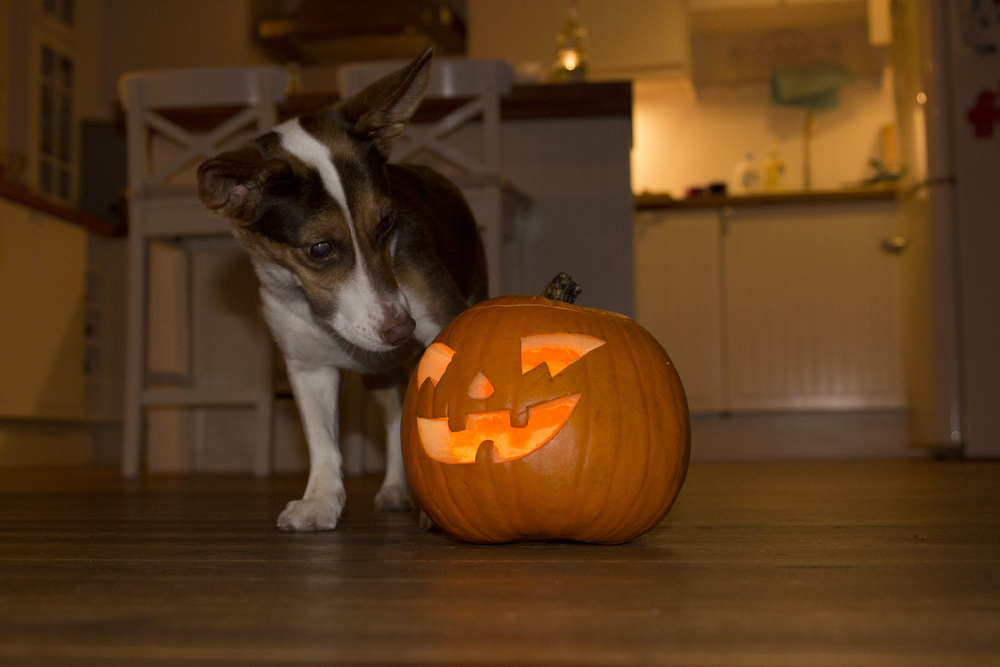companion animal sniffing Jack-O-Lantern; owners: please learn Halloween safety tips