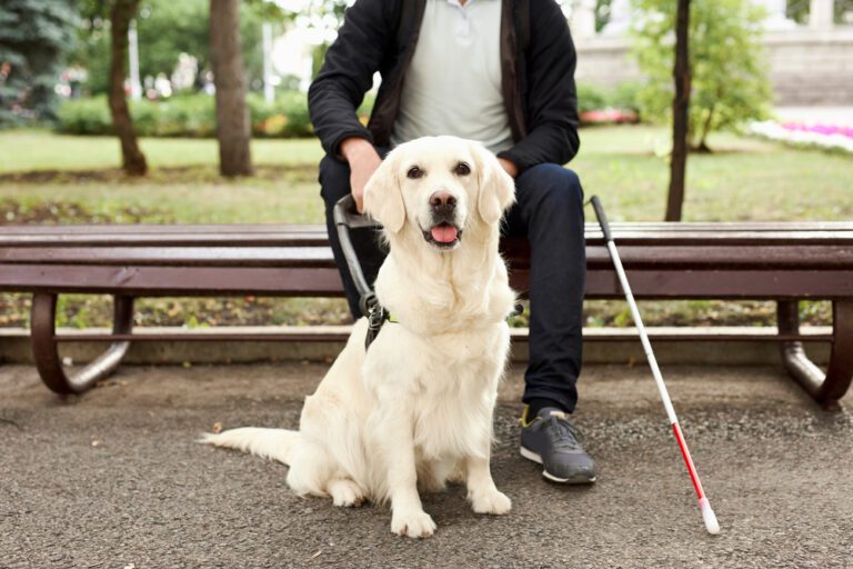 Is a Service Animal Tax Deductible?