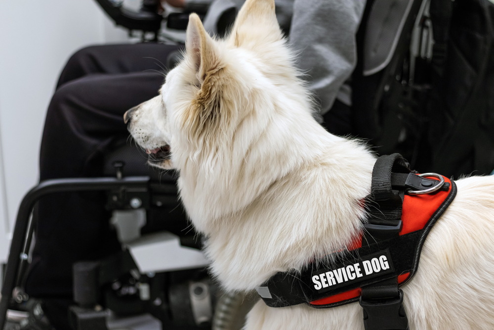 service dog beside wheelchair user